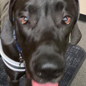 Meet your Posher, Debbie